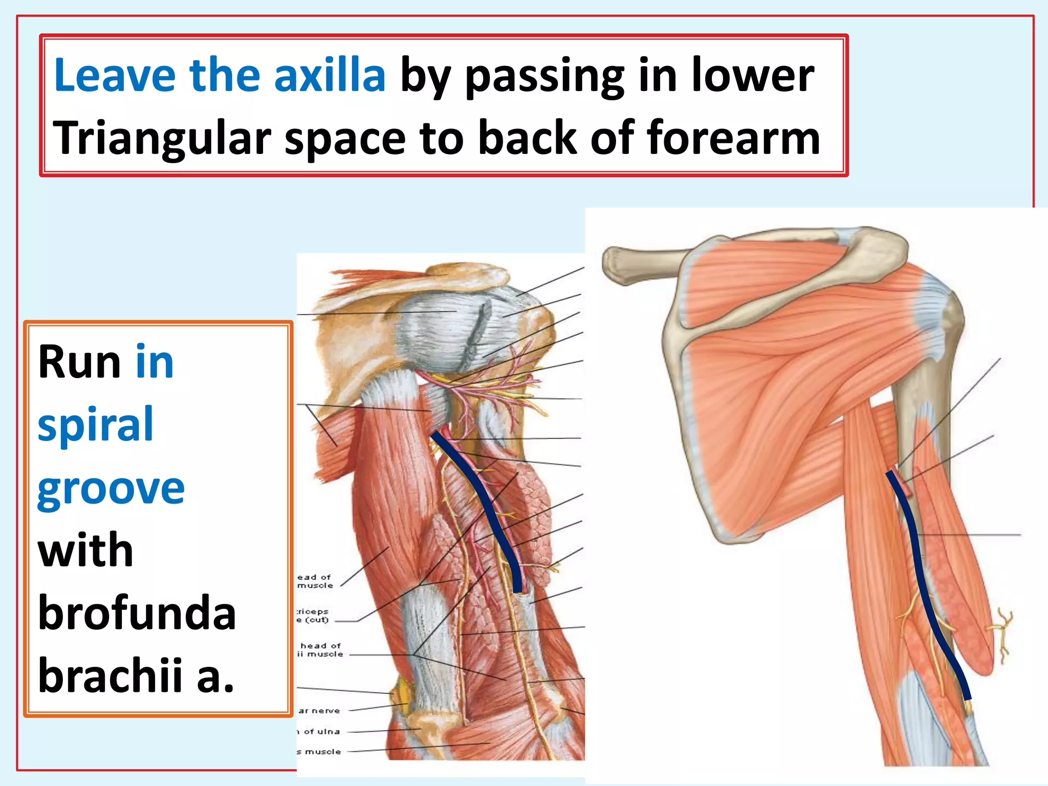 41
Leave the axilla by passing in lower
Triangular space to back of forearm
Run in
spiral
groove
with
brofunda
brachii a.
 
