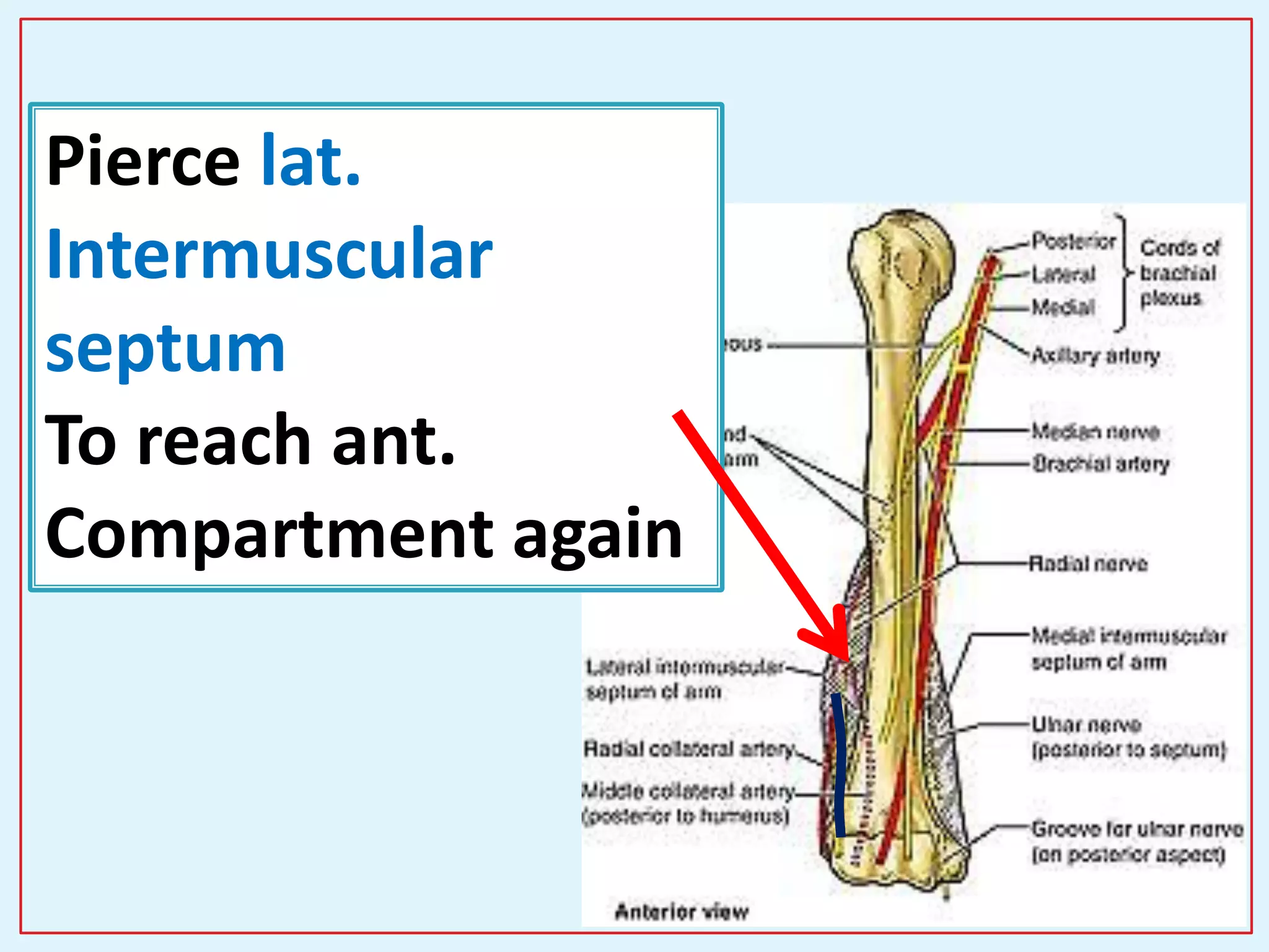 42
Pierce lat.
Intermuscular
septum
To reach ant.
Compartment again
 