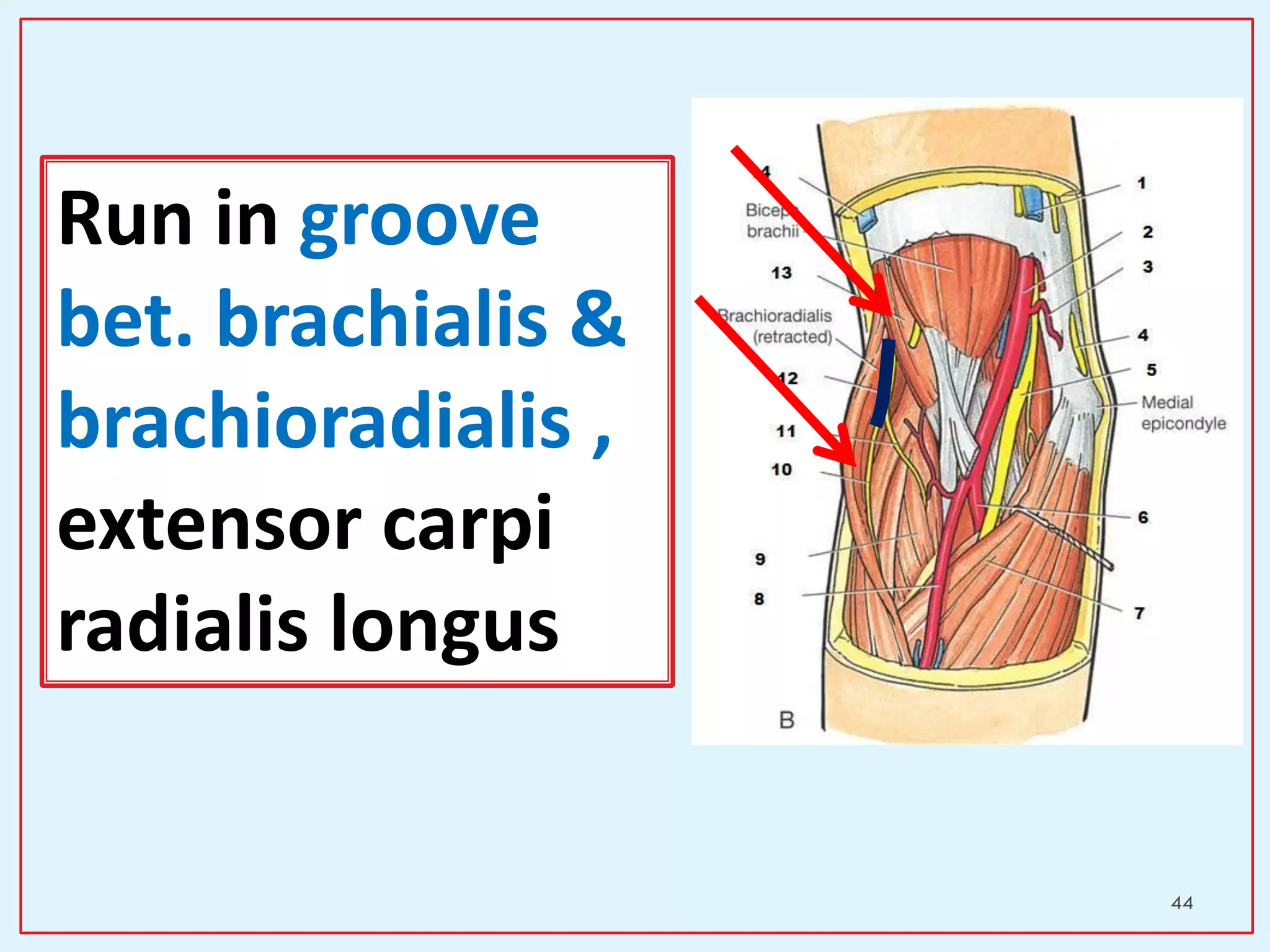 44
Run in groove
bet. brachialis &
brachioradialis ,
extensor carpi
radialis longus
 
