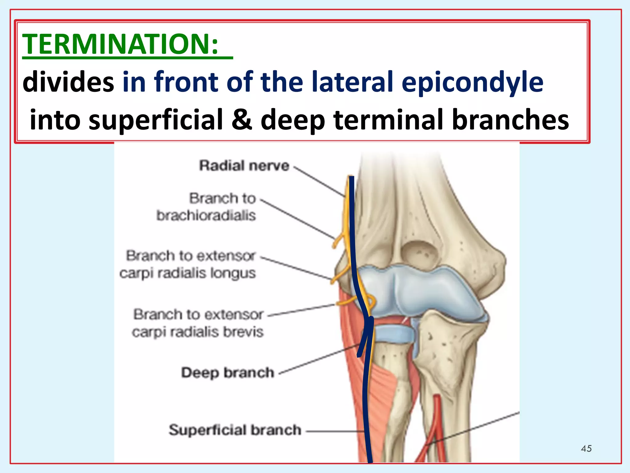 45
TERMINATION:
divides in front of the lateral epicondyle
into superficial & deep terminal branches
 