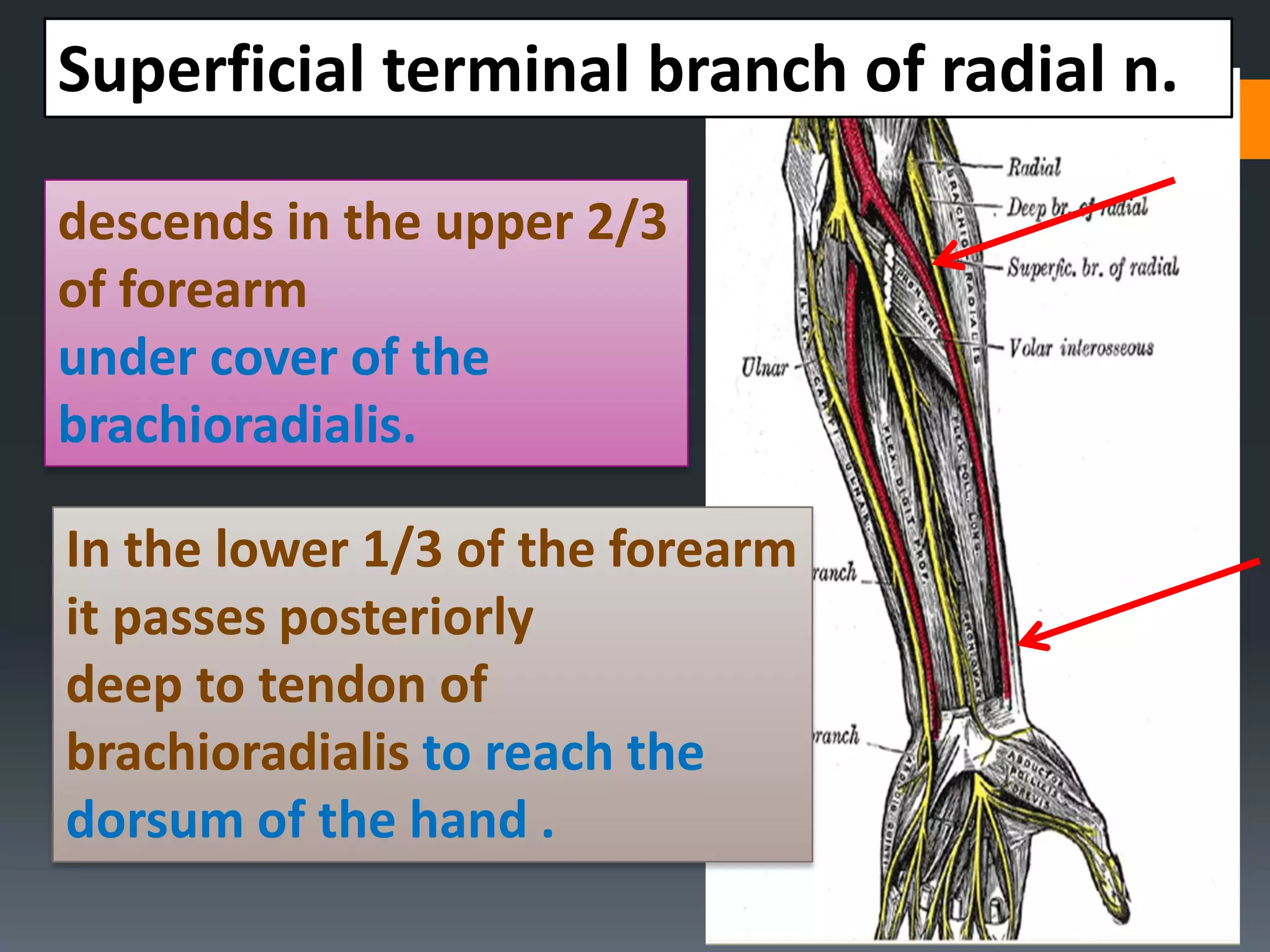 47
descends in the upper 2/3
of forearm
under cover of the
brachioradialis.
In the lower 1/3 of the forearm
it passes posteriorly
deep to tendon of
brachioradialis to reach the
dorsum of the hand .
Superficial terminal branch of radial n.
 