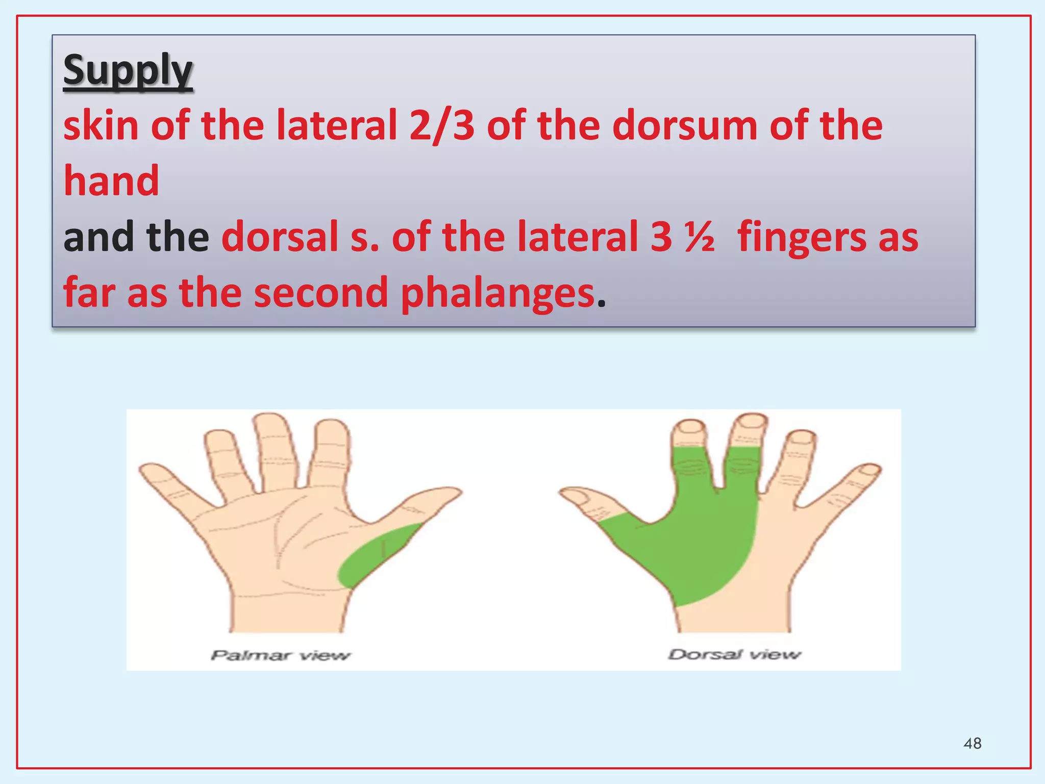 48
Supply
skin of the lateral 2/3 of the dorsum of the
hand
and the dorsal s. of the lateral 3 ½ fingers as
far as the second phalanges.
 