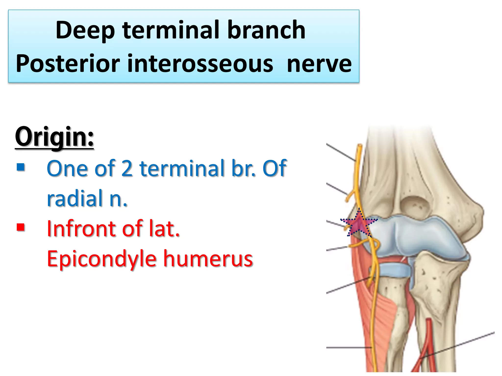 49
Deep terminal branch
Posterior interosseous nerve
 One of 2 terminal br. Of
radial n.
 Infront of lat.
Epicondyle humerus
 