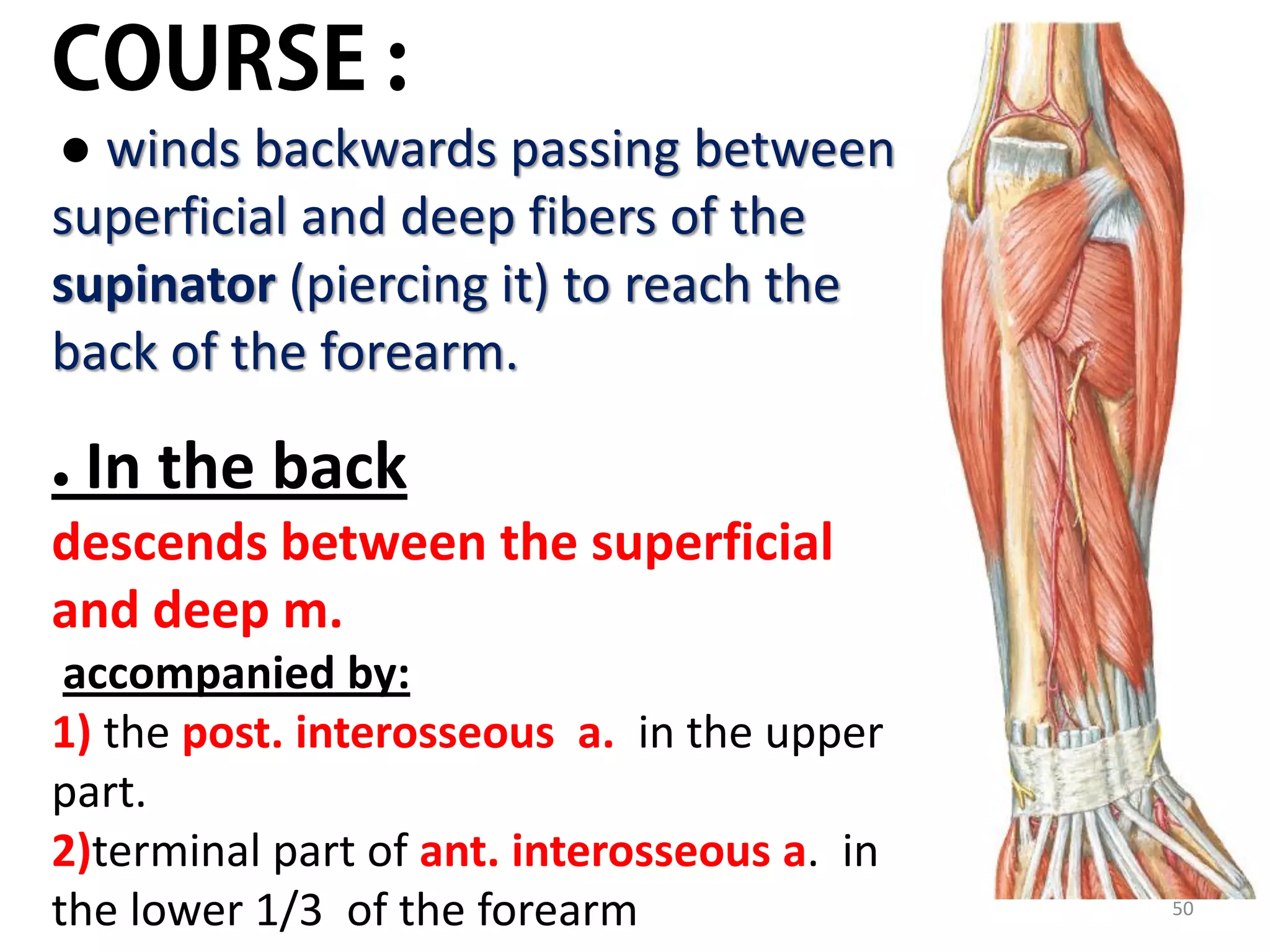50
● winds backwards passing between
superficial and deep fibers of the
supinator (piercing it) to reach the
back of the forearm.
● In the back
descends between the superficial
and deep m.
accompanied by:
1) the post. interosseous a. in the upper
part.
2)terminal part of ant. interosseous a. in
the lower 1/3 of the forearm
 
