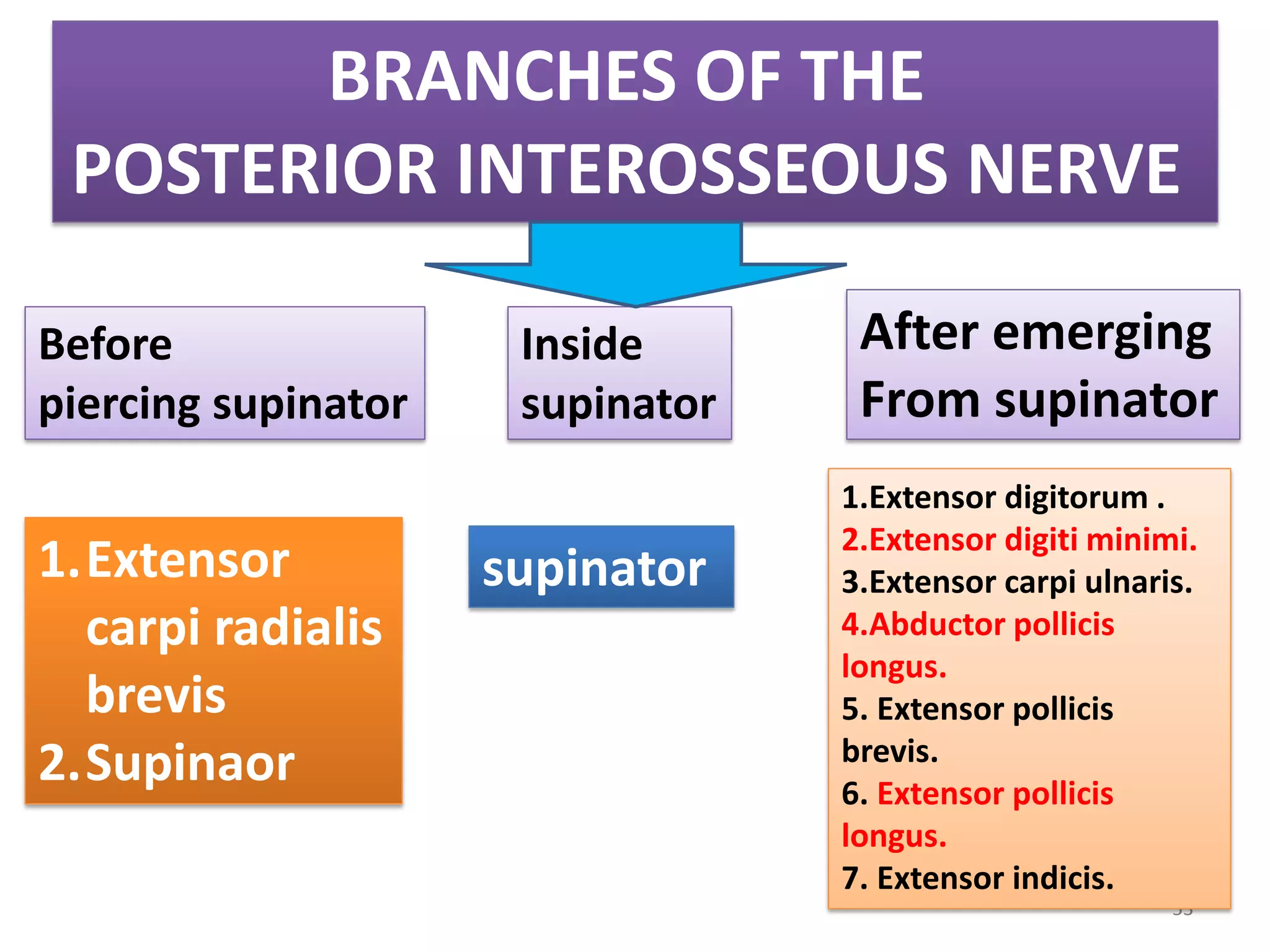53
BRANCHES OF THE
POSTERIOR INTEROSSEOUS NERVE
Before
piercing supinator
Inside
supinator
After emerging
From supinator
1.Extensor
carpi radialis
brevis
2.Supinaor
supinator
1.Extensor digitorum .
2.Extensor digiti minimi.
3.Extensor carpi ulnaris.
4.Abductor pollicis
longus.
5. Extensor pollicis
brevis.
6. Extensor pollicis
longus.
7. Extensor indicis.
 