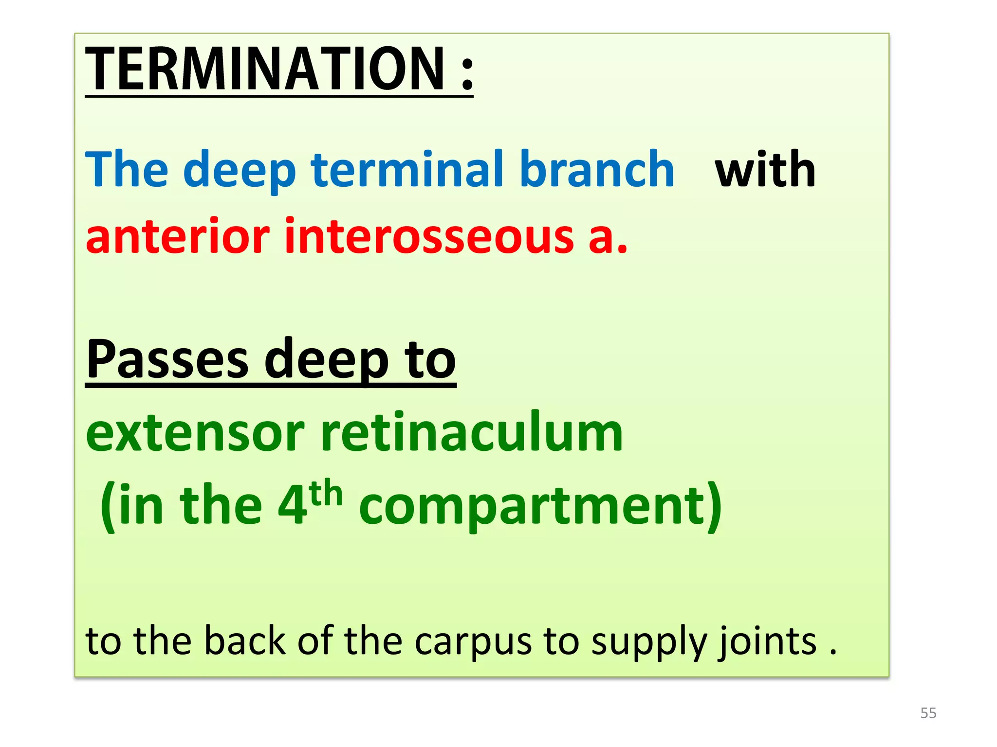 55
The deep terminal branch with
anterior interosseous a.
Passes deep to
extensor retinaculum
(in the 4th compartment)
to the back of the carpus to supply joints .
 