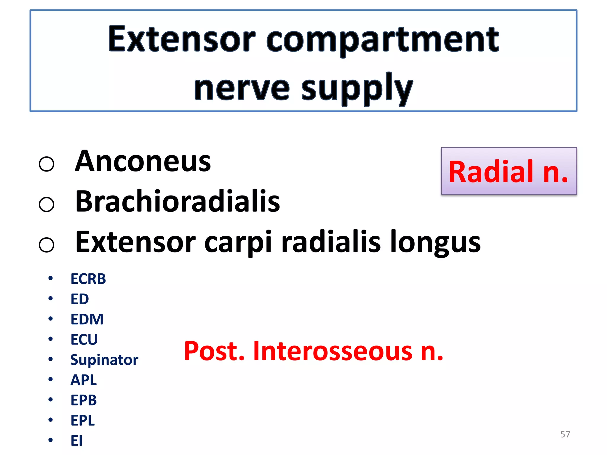 57
o Anconeus
o Brachioradialis
o Extensor carpi radialis longus
Radial n.
• ECRB
• ED
• EDM
• ECU
• Supinator
• APL
• EPB
• EPL
• EI
Post. Interosseous n.
 