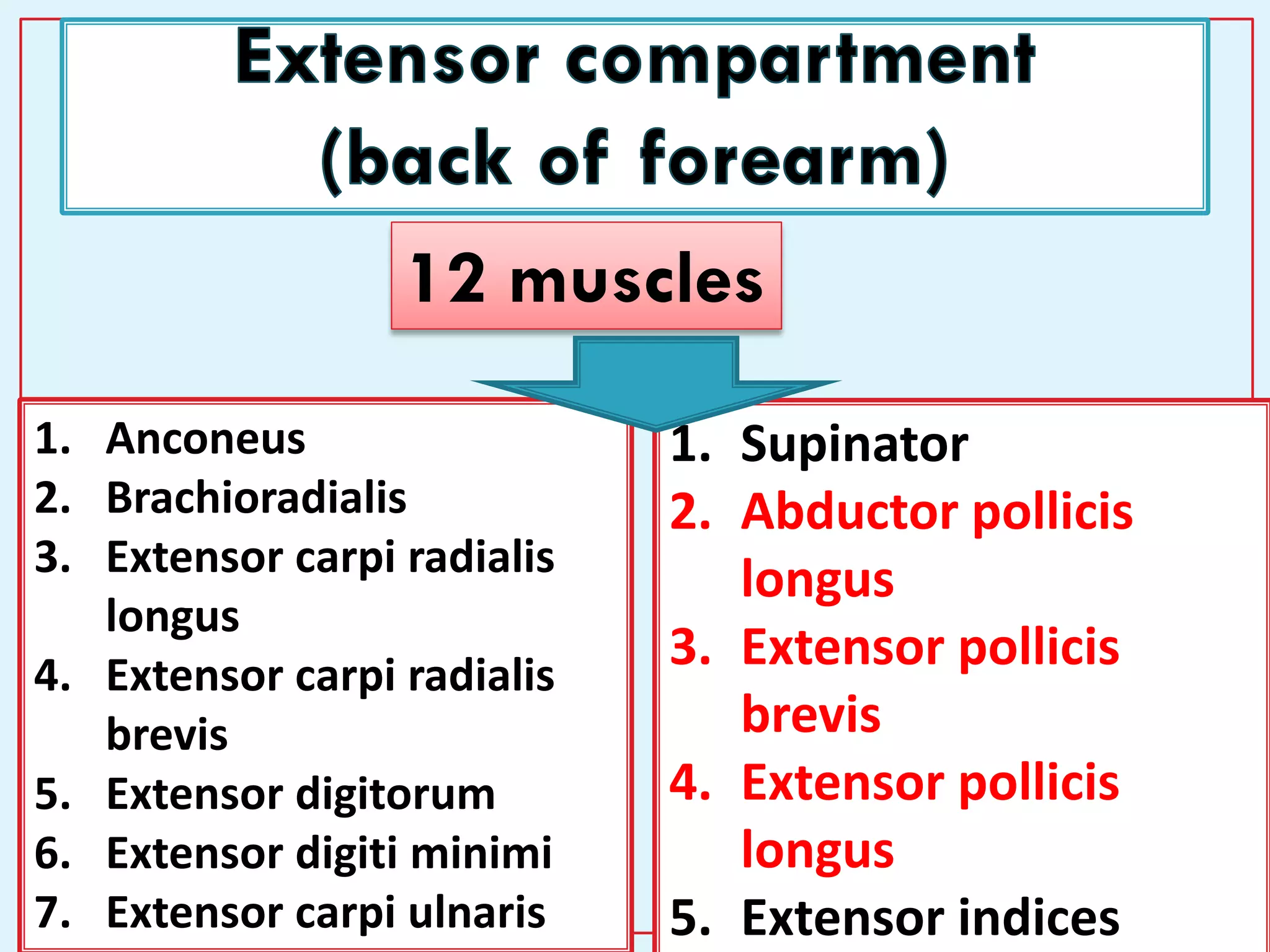 6
12 muscles
1. Supinator
2. Abductor pollicis
longus
3. Extensor pollicis
brevis
4. Extensor pollicis
longus
5. Extensor indices
1. Anconeus
2. Brachioradialis
3. Extensor carpi radialis
longus
4. Extensor carpi radialis
brevis
5. Extensor digitorum
6. Extensor digiti minimi
7. Extensor carpi ulnaris
 