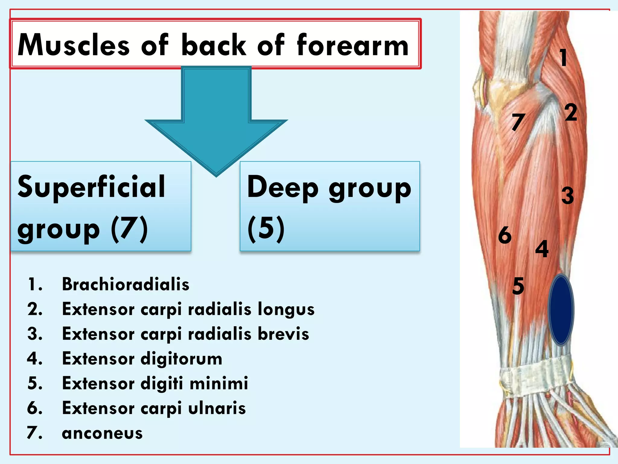 7
Muscles of back of forearm
Superficial
group (7)
Deep group
(5)
1
2
3
4
5
6
7
1. Brachioradialis
2. Extensor carpi radialis longus
3. Extensor carpi radialis brevis
4. Extensor digitorum
5. Extensor digiti minimi
6. Extensor carpi ulnaris
7. anconeus
 