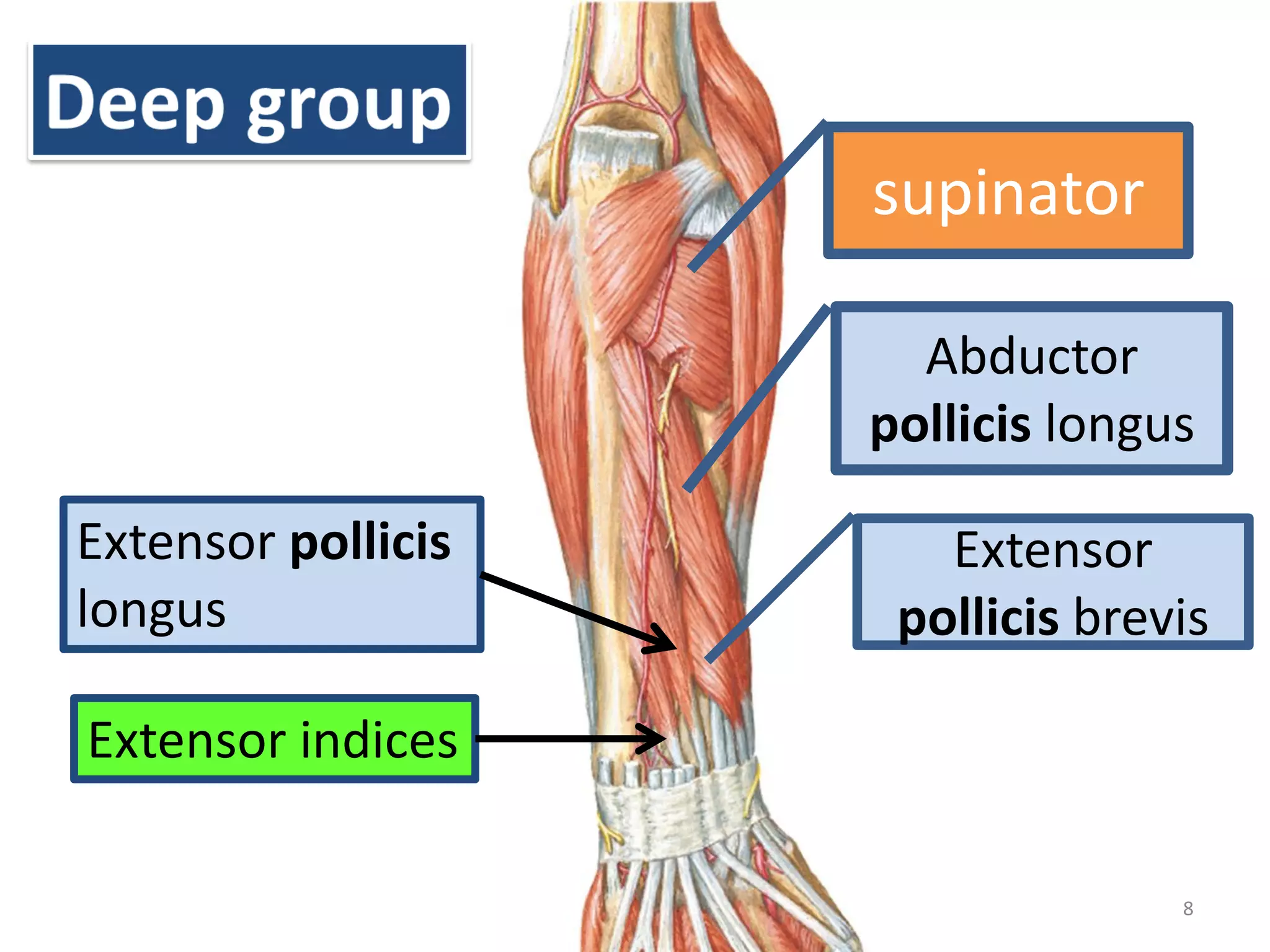 8
Abductor
pollicis longus
Extensor
pollicis brevis
supinator
Extensor pollicis
longus
Extensor indices
 