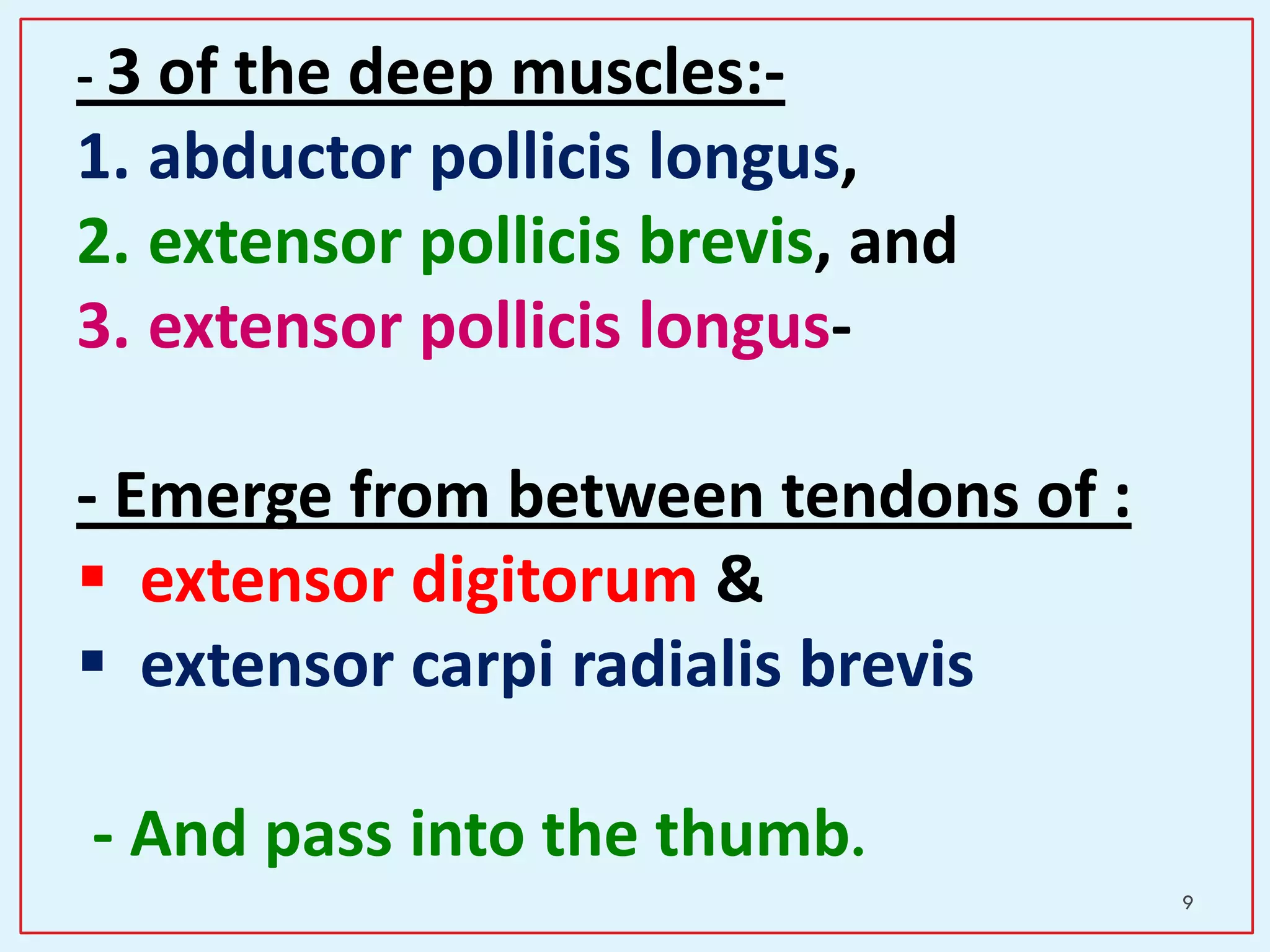 9
- 3 of the deep muscles:-
1. abductor pollicis longus,
2. extensor pollicis brevis, and
3. extensor pollicis longus-
- Emerge from between tendons of :
 extensor digitorum &
 extensor carpi radialis brevis
- And pass into the thumb.
 