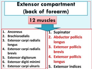 Back Extensor Index Back forearm | PDF