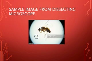 SAMPLE IMAGE FROM DISSECTING
MICROSCOPE
 