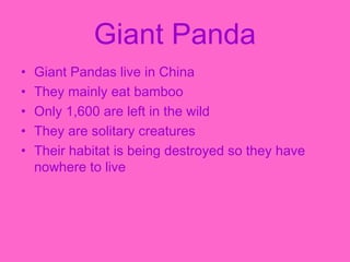 Giant Panda
•   Giant Pandas live in China
•   They mainly eat bamboo
•   Only 1,600 are left in the wild
•   They are solitary creatures
•   Their habitat is being destroyed so they have
    nowhere to live
 