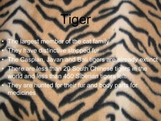 Tiger
• The largest member of the cat family
• They have distinctive stripped fur
• The Caspian, Javan and Bali tigers are already extinct
• There are less than 20 South Chinese tigers in the
  world and less than 450 Siberian tigers left.
• They are hunted for their fur and body parts for
  medicines
 