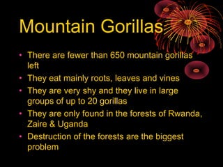 Mountain Gorillas
• There are fewer than 650 mountain gorillas
  left
• They eat mainly roots, leaves and vines
• They are very shy and they live in large
  groups of up to 20 gorillas
• They are only found in the forests of Rwanda,
  Zaire & Uganda
• Destruction of the forests are the biggest
  problem
 