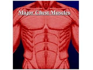 Major Chest Muscles 