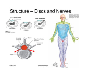 10/6/2010 Sharon Sharpe, ScD, ATC
Structure – Discs and Nerves
 