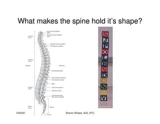 10/6/2010 Sharon Sharpe, ScD, ATC
What makes the spine hold it’s shape?
 