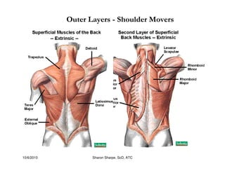 10/6/2010 Sharon Sharpe, ScD, ATC
Outer Layers - Shoulder Movers
 