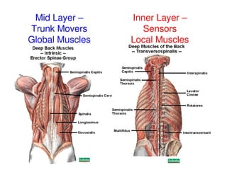 10/6/2010 Sharon Sharpe, ScD, ATC
Mid Layer –
Trunk Movers
Global Muscles
Inner Layer –
Sensors
Local Muscles
 