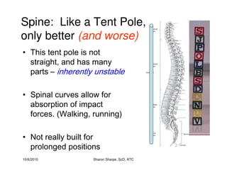 10/6/2010 Sharon Sharpe, ScD, ATC
Spine: Like a Tent Pole,
only better (and worse)
• This tent pole is not
straight, and has many
parts – inherently unstable
• Spinal curves allow for
absorption of impact
forces. (Walking, running)
• Not really built for
prolonged positions
 