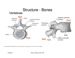 10/6/2010 Sharon Sharpe, ScD, ATC
Structure - Bones
Vertebrae
From Anthony CP, Kolthoff NJ: Textbook of anatomy and physiology, ed 9, St. Louis, 1975, Mosby.
Back
Front
Front
Back
 