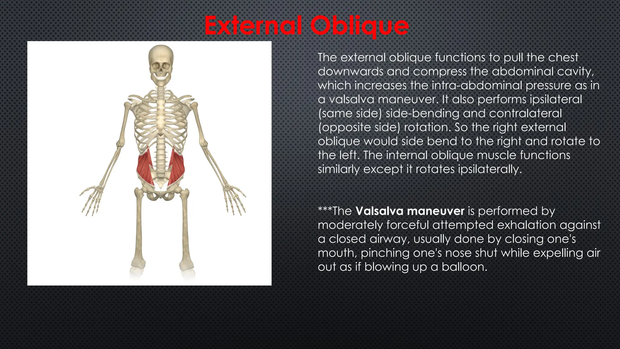 Back Muscles including anatomy and function | PPTX