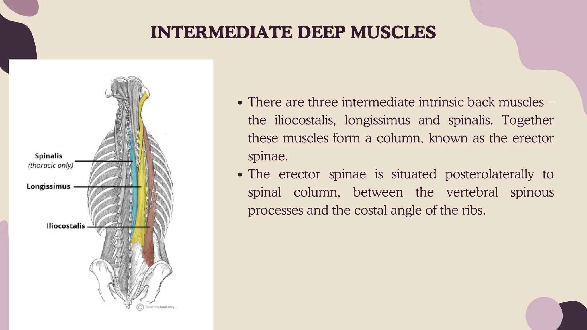 Back Muscles, superficial, intermediate, deep | PDF