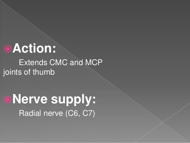 Anatomy - Back of forearm