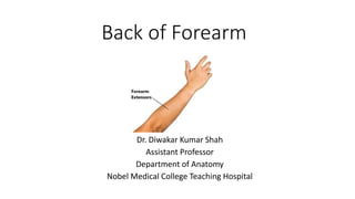 Back of Forearm
Dr. Diwakar Kumar Shah
Assistant Professor
Department of Anatomy
Nobel Medical College Teaching Hospital
 