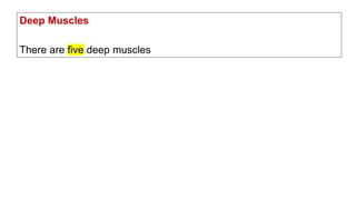 Deep Muscles
There are five deep muscles
 