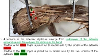 1
2
3
4
• 4 tendons of the extensor digitorum emerge from undercover of the extensor
retinaculum and fan out over the dorsum of the hand
• Tendon to the index finger is joined on its medial side by the tendon of the extensor
indicis
• Tendon to the little finger is joined on its medial side by the two tendons of thea
extensor digiti minimi.
 