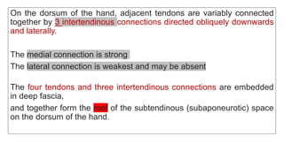 On the dorsum of the hand, adjacent tendons are variably connected
together by 3 intertendinous connections directed obliquely downwards
and laterally.
The medial connection is strong
The lateral connection is weakest and may be absent
The four tendons and three intertendinous connections are embedded
in deep fascia,
and together form the roof of the subtendinous (subaponeurotic) space
on the dorsum of the hand.
 