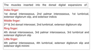 The muscles inserted into the dorsal digital expansions of:
Index finger:
1st dorsal interosseous, 2nd palmar interosseous, 1st lumbrical,
extensor digitorum slip, and extensor indicis
Middle finger:
2nd & 3rd dorsal interossei, 2nd lumbrical, extensor digitorum slip
Ring finger:
4th dorsal interosseous, 3rd palmar interosseous, 3rd lumbrical and
extensor digitorum slip
Little finger:
4th palmar interosseous, 4th lumbrical, extensor digitorum slip and
extensor digiti minimi
 