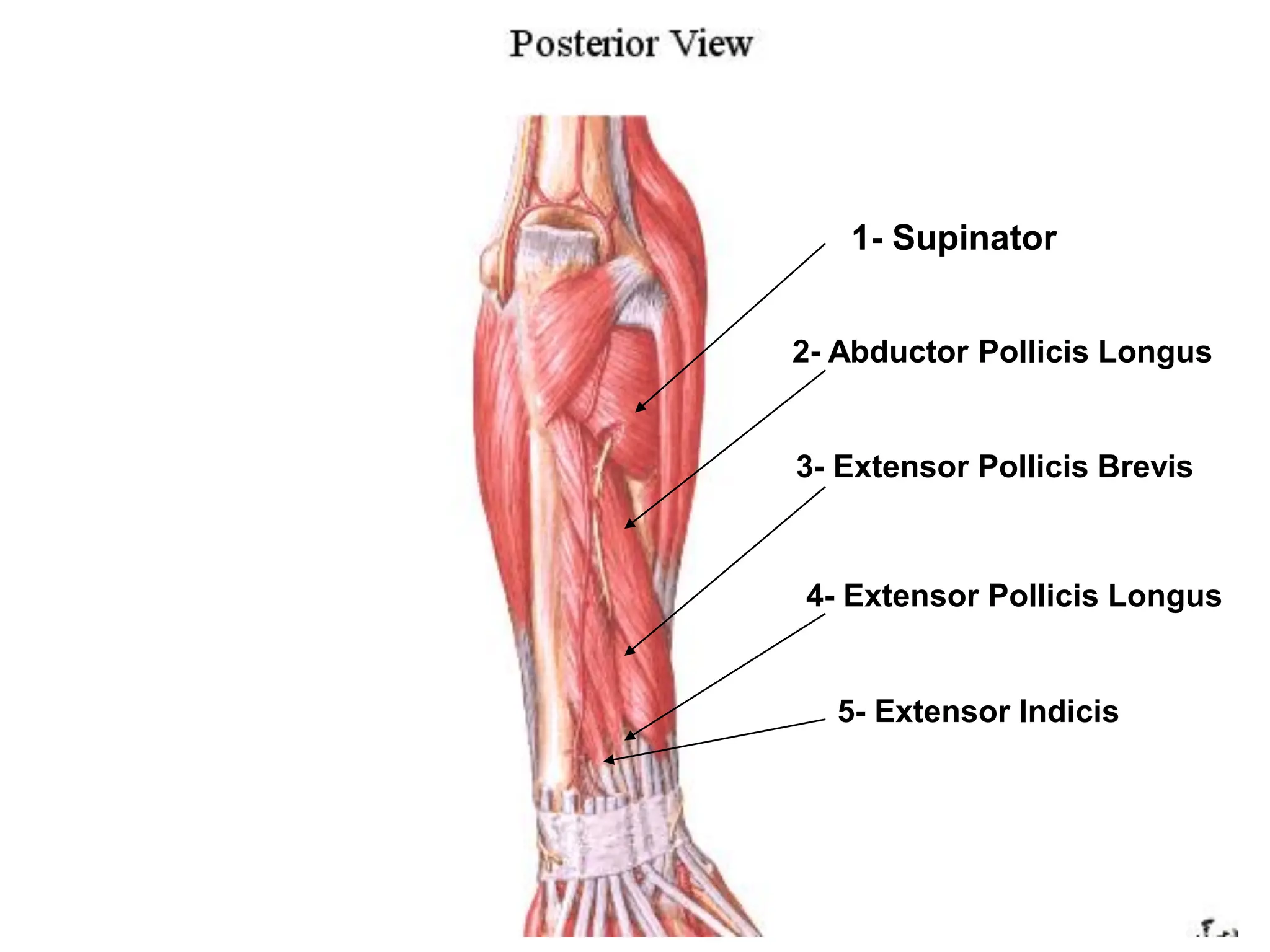 Back of forearm_221220_164624.pdf muscles | PPT