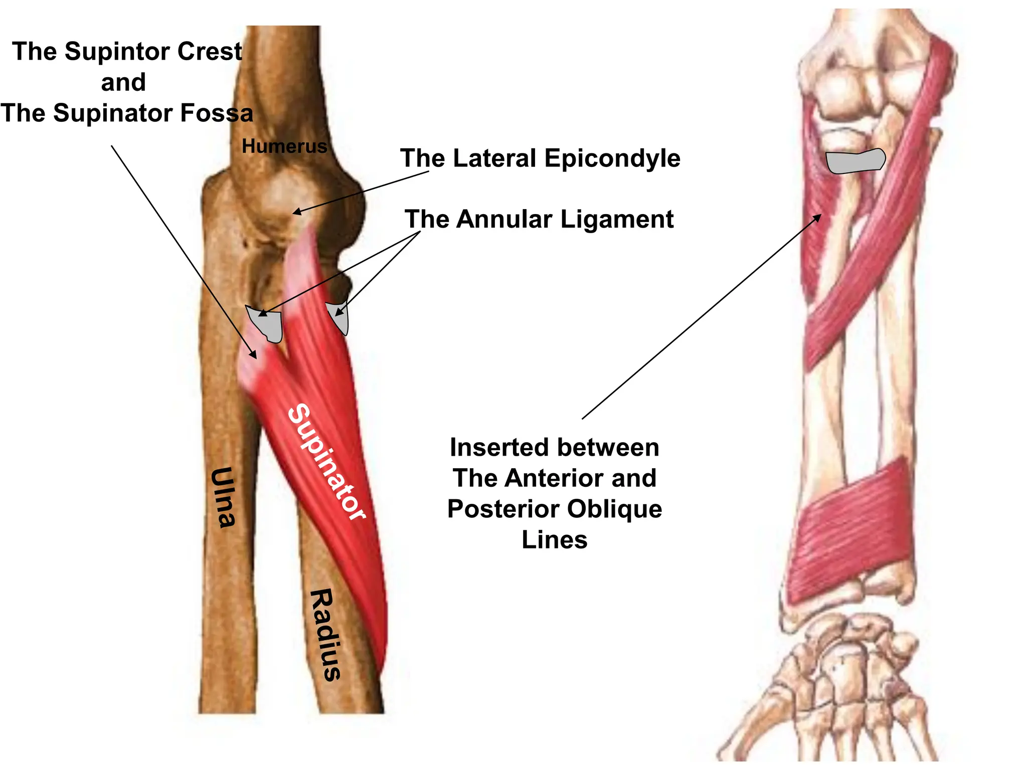 Back of forearm_221220_164624.pdf muscles | PPT