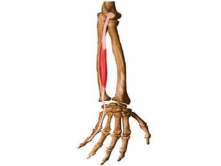 Back of forearm_221220_164624.pdf muscles | PDF