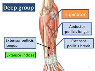Back of forearm_221220_164624.pdf muscles | PDF