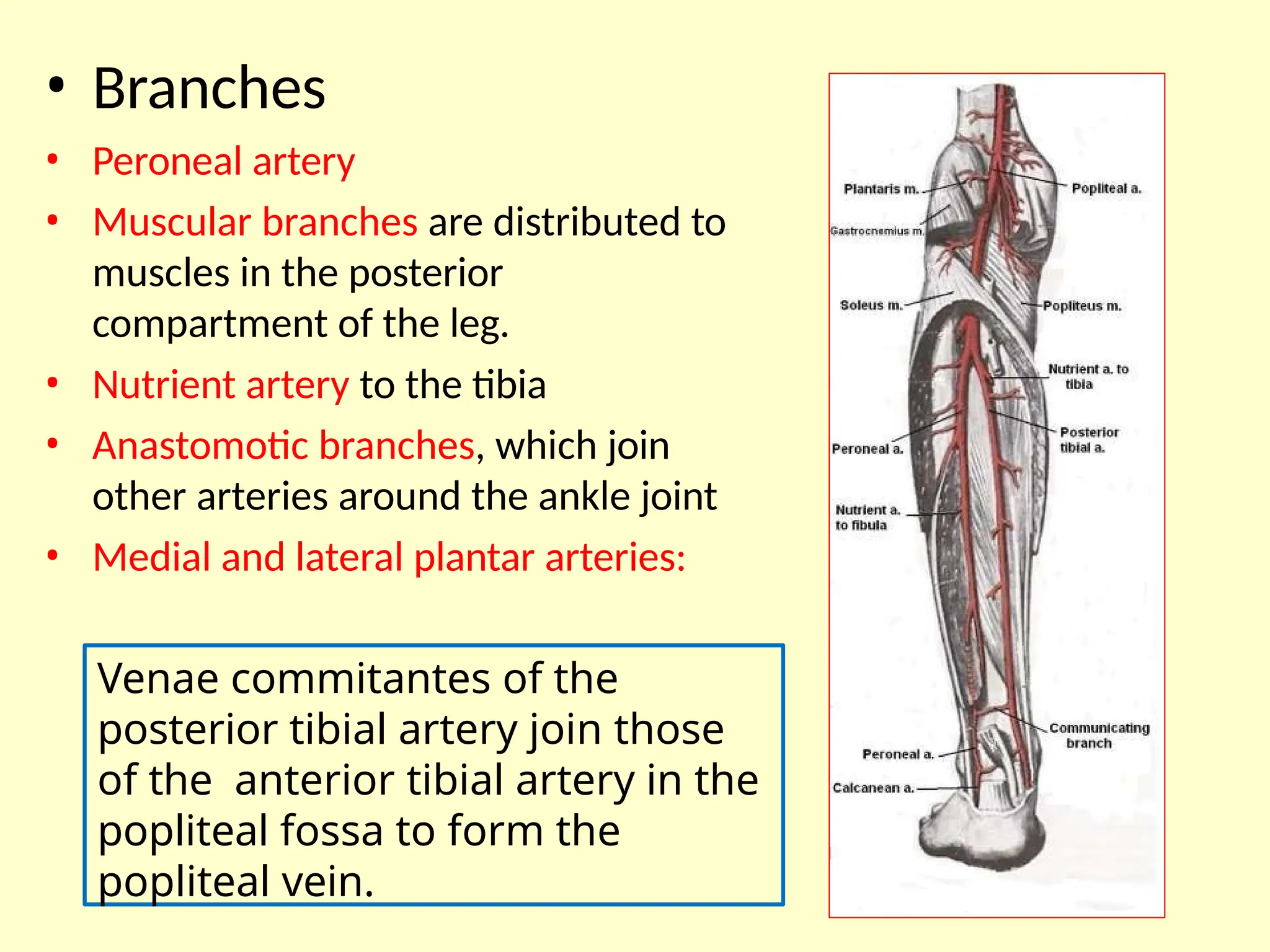 Posterior compartment of leg (back of leg).pptx
