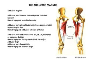Back of thigh lower limb anatomy & m pdf | PDF