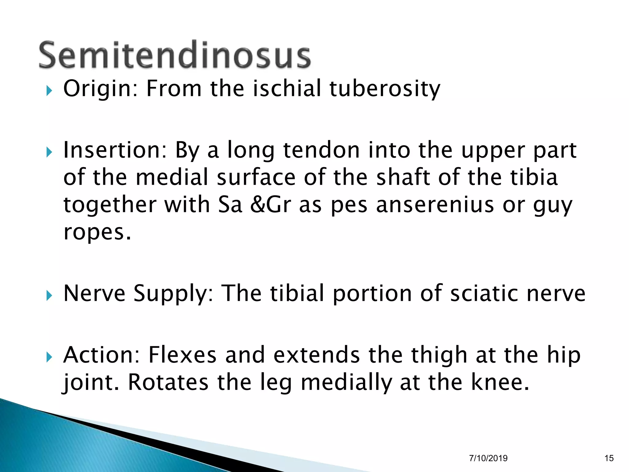 Tibia Rope Anatomy of the Back of thigh and popliteal fossa By DR. G Kamau. | PPTX
