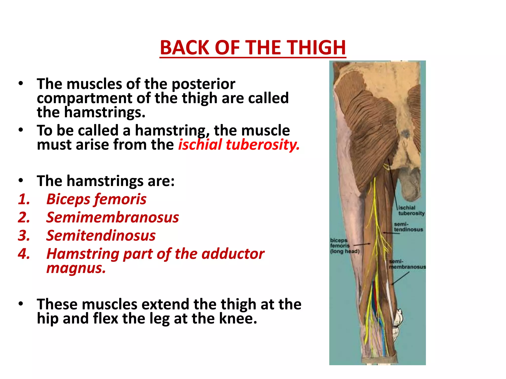 BACK OF THIGH AND POPLITEAL FOSSA.pptx
