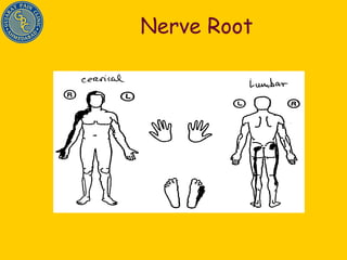 Nerve Root 