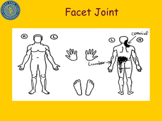 Facet Joint 
