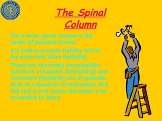 The Spinal Column The human spinal column is the center of postural control. It is built to provide stability and at the same time allow flexibility.  These two seemingly incompatible functions of support (inflexibility) and movement (flexibility) are at opposite ends of a spectrum of movement, and this fact is one reason the spine is so vulnerable to injury. 