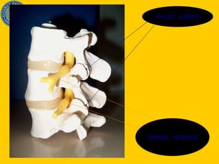 FACET JOINTS SPINAL  NERVES 