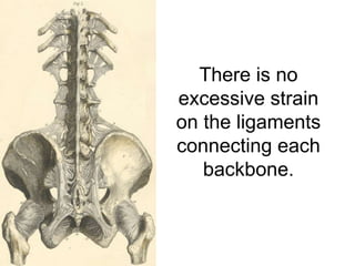 There is no
excessive strain
on the ligaments
connecting each
   backbone.
 