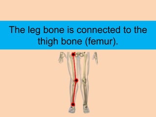 The leg bone is connected to the
      thigh bone (femur).
 