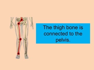 The thigh bone is
connected to the
     pelvis.
 